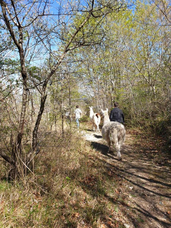 Arre Maison Au Pied Du Parc National Des Cevennesヴィラ エクステリア 写真